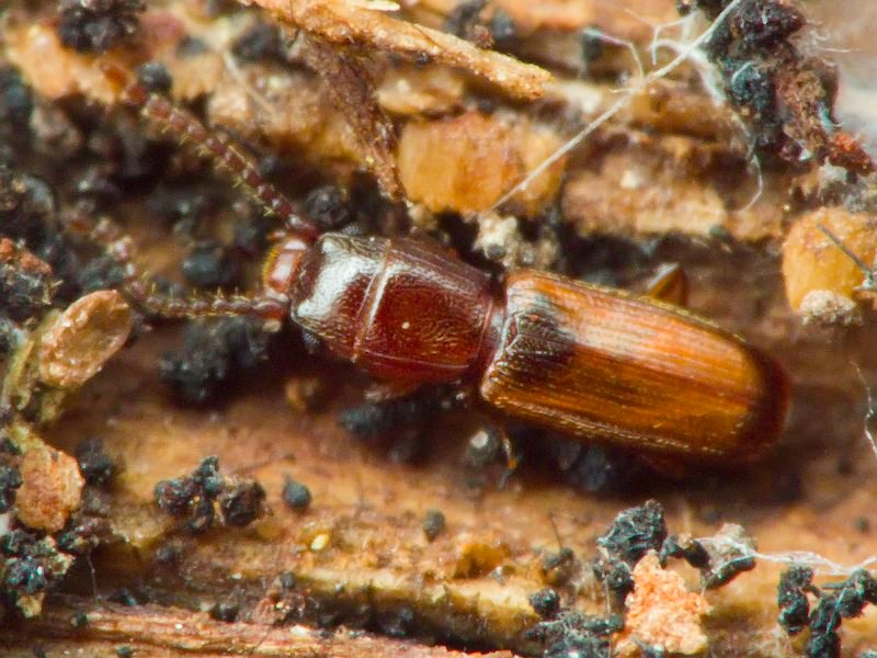 Cryptolestes duplicatus (Waltl, 1839)